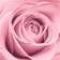 La Vie en Rose